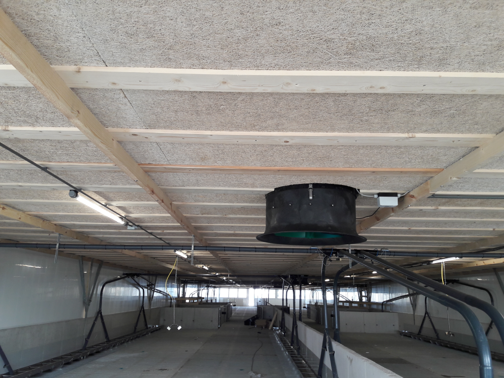 A sertésneveldében több funkciót is betölt a fagyapot álmennyezet A sertésneveldében több funkciót is betölt a fagyapot álmennyezet