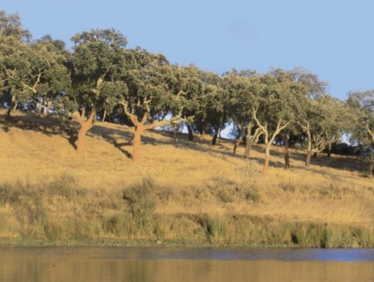 Hőszigetelő, nagy terhelhetőségű parafaburkolatok