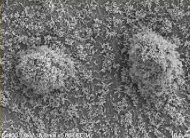 Öntisztuló homlokzatok és más példák a nanotechnológia alkalmazására Öntisztuló homlokzatok és más példák a nanotechnológia alkalmazására