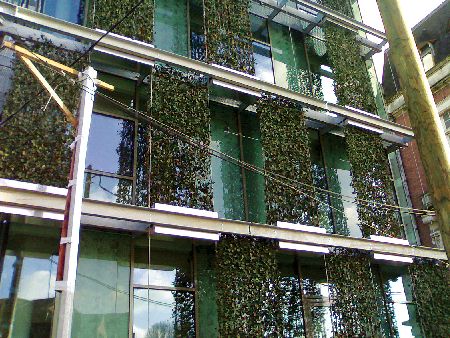 Két nap alatt telepíthető sövénykerítés