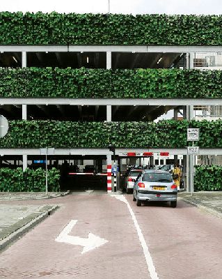 Két nap alatt telepíthető sövénykerítés