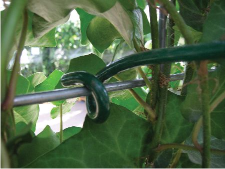 Két nap alatt telepíthető sövénykerítés