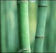 Amit a bambuszparkettrl tudni rdemes